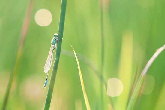 Lantaarntje, gefotografeerd tijdens een workshop macrofotografie.