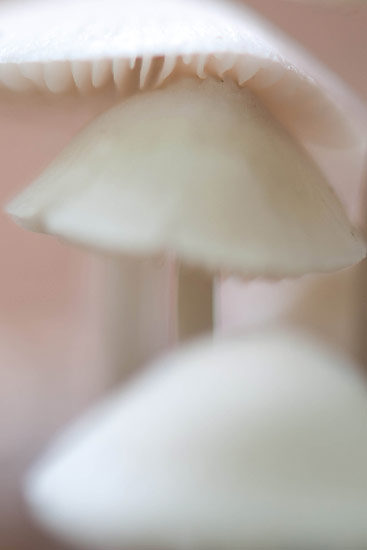 Mycena door mart Bevelander