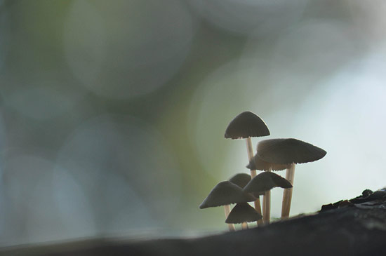 Mycena door Patrick Loffeld