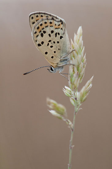 Foto van een vuurvlinder tijdens mijn workshop vlinders fotograferen op de Hoge Veluwe.