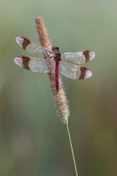 Bandheidelibel tijdens een workshop macrofotografie