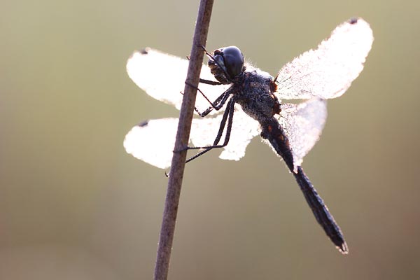 Zwarte heidelibel tijdens een workshop macrofotografie