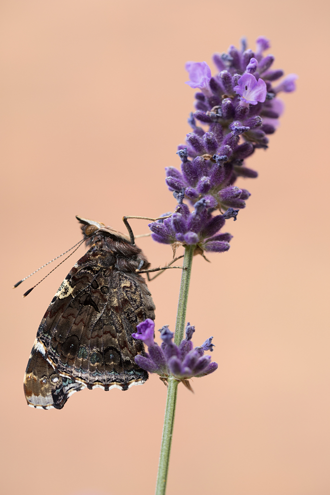 Verse Atalanta (Vanessa atalanta) op lavendel