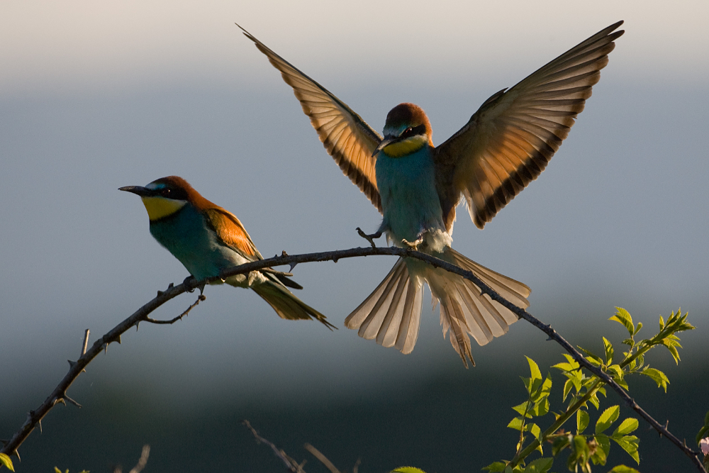 Bijeneter (Merops apiaster) land op een tak