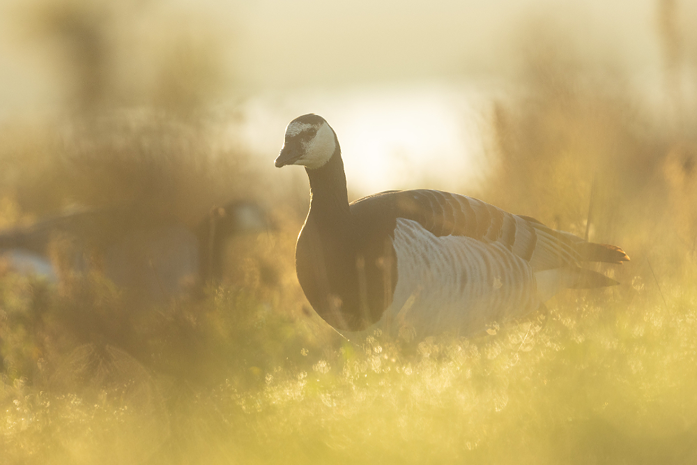 Brandgans (Branta leucopsis) close-up in vroeg tegenlicht