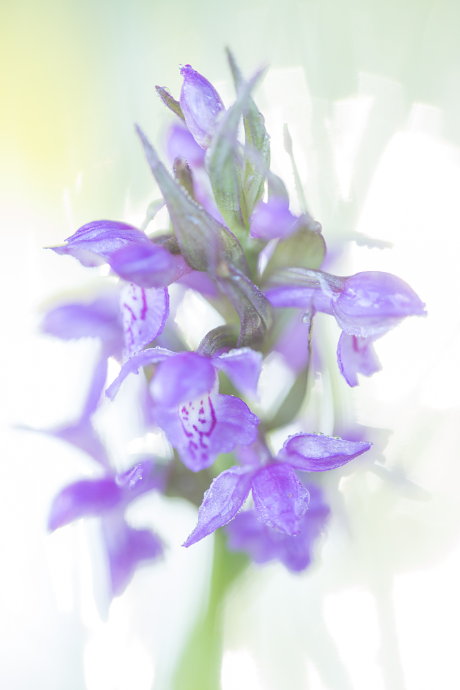 Brede orchis (Dactylorhiza majalis) met bokeh