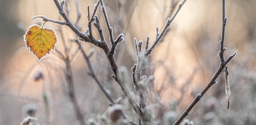 Bruine winterjuffer (Sympecma fusca) overwinterend onder de rijp