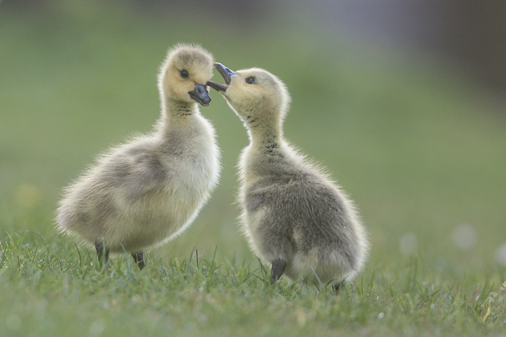Pullen van de Canadese gans (Branta canadensis) 