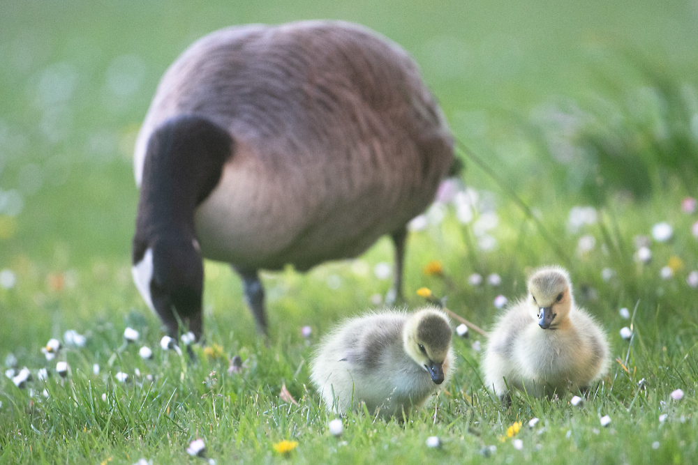 Canadese gans (Branta canadensis) met pullen