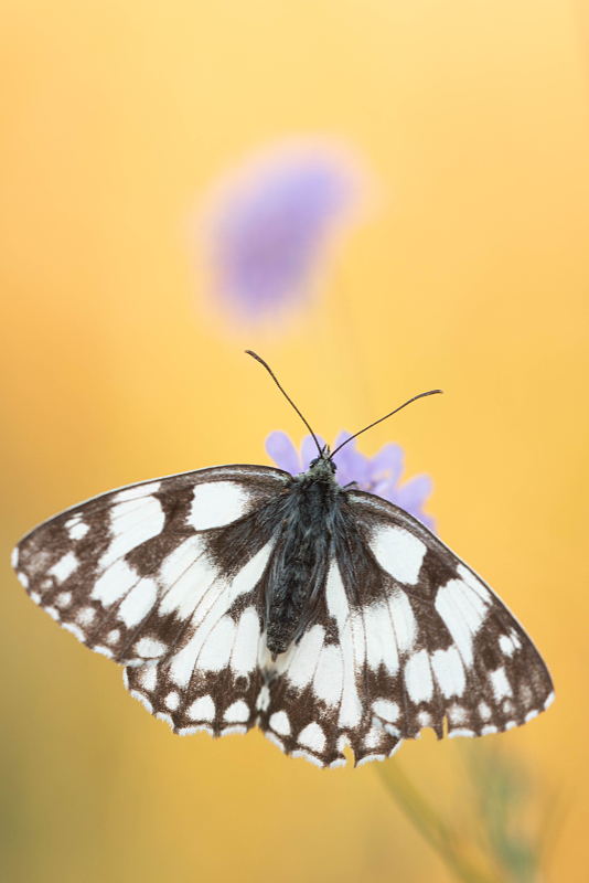 Dambordje in het eerste licht