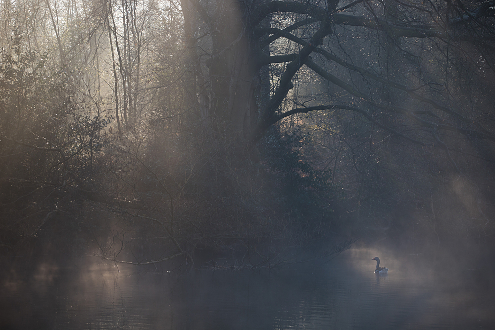 Grauwe gans (Anser anser) wordt verlicht door een zonneharp