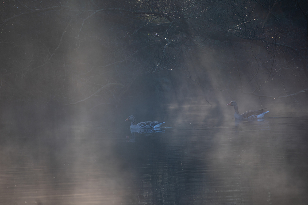 Grauwe gans (Anser anser) in stemmige lichtomstandigheden met zonneharpen