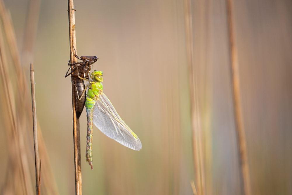 Vers uitgeslopen Grote keizerlibel (Anax imperator) 