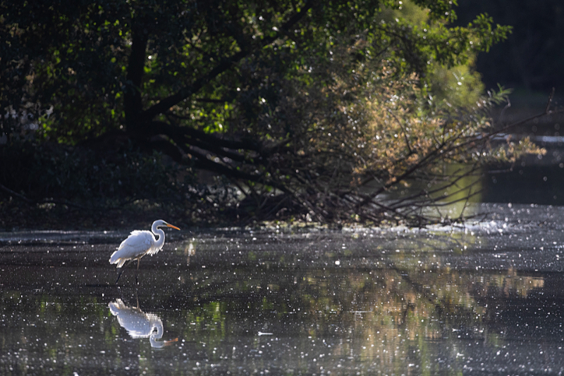 Grote zilverreiger (Casmerodius albus) in tegenlicht