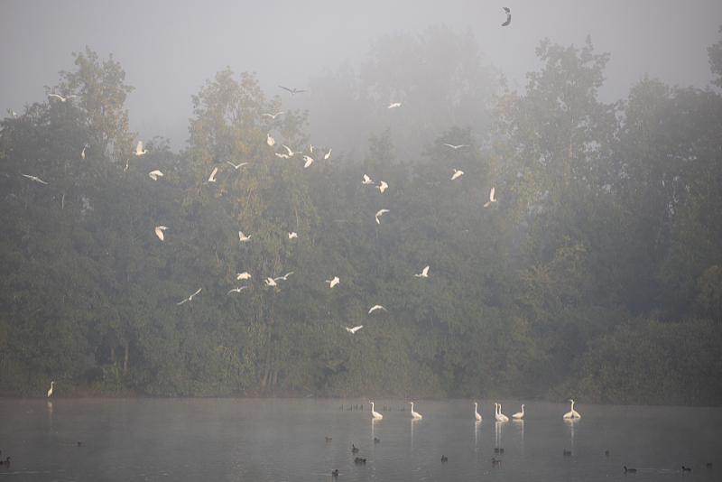 Grote zilverreigers in grote getale in de mist