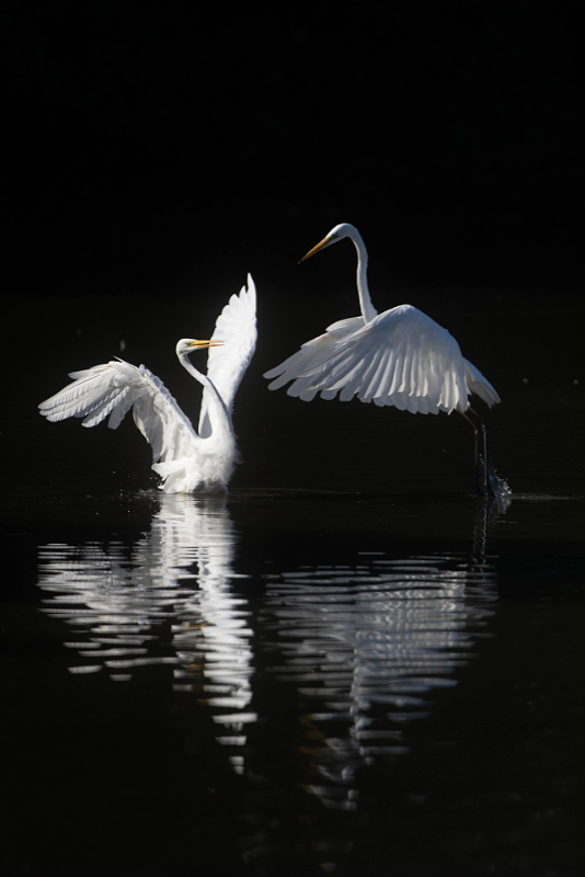 2 grote zilverreigers maken ruzie