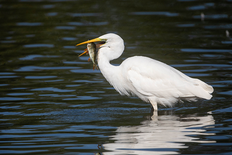Zilverreiger met gevangen baars