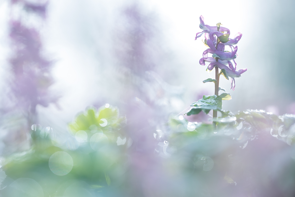 Holwortel (Corydalis cava) in tegenlicht met dauw