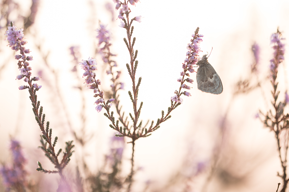 Hooibeestje (Coenonympha pamphilus) in de heide