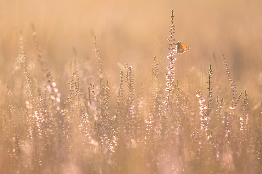 Hooibeestje (Coenonympha pamphilus) in bloeiende heide in tegenlicht
