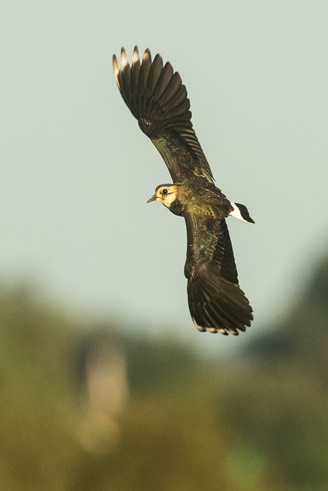 Kievit (Vanellus vanellus) in vlucht