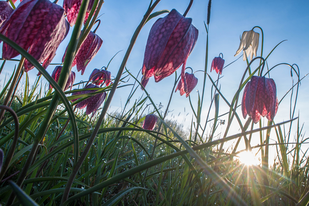 Kievitsbloemen in groothoek vanuit kikker perspectief