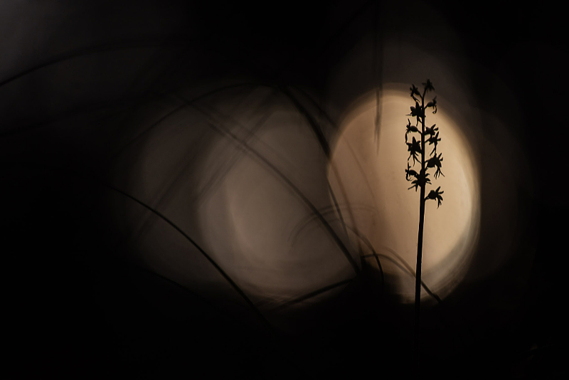 Kleine keverorchis (Neottia cordata) silhouet