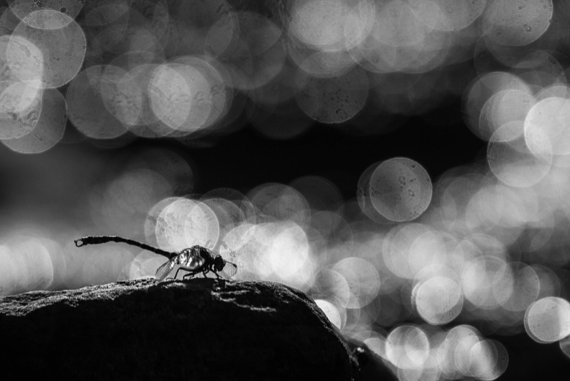 Kleine tanglibel silhouet