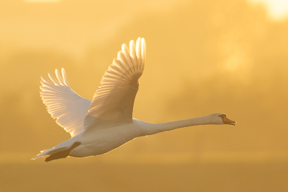 Knobbelzwaan (Cygnus olor) in vlucht in gouden licht