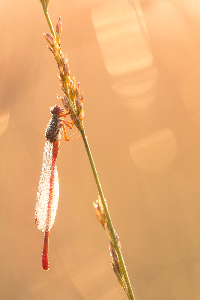 Koraaljuffer (Ceriagrion tenellum) in tegenlicht