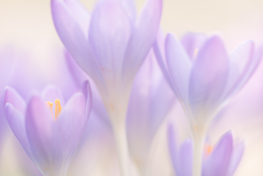 Boerenkrokus (Crocus tommasinianus) 