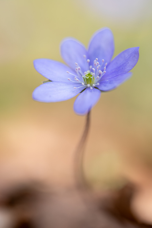 Leverbloempje (Anemone hepatica) op de Jacobsberg