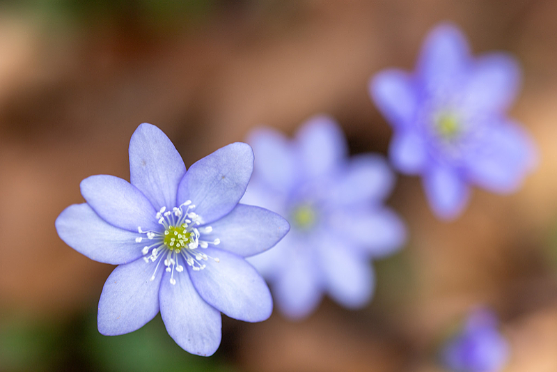 Leverbloempje (Anemone hepatica) op de Jacobsberg