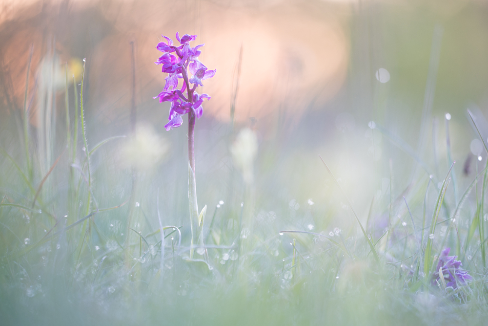 Mannetjes orchis