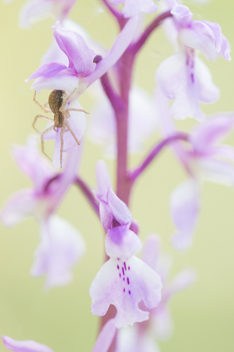Mannetjesorchis (Orchis mascula) in groothoek