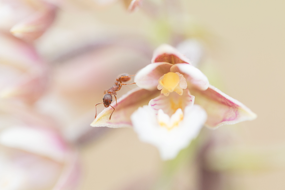 Moeraswespenorchis (Epipactis palustris) close-up met bezoek van een mier