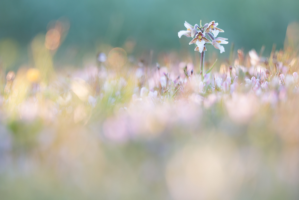 Moeraswespenorchis (Epipactis palustris) in prachig licht