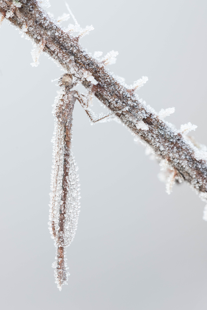 Noordse winterjuffer (Sympecma paedisca) onder de rijp