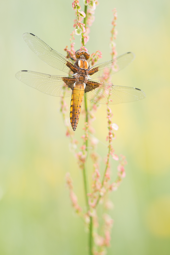 Vrouwtje Platbuik (Libellula depressa) op zuring