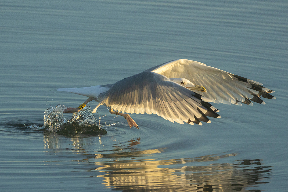 Pontische meeuw (Larus cachinnans) stijgt op