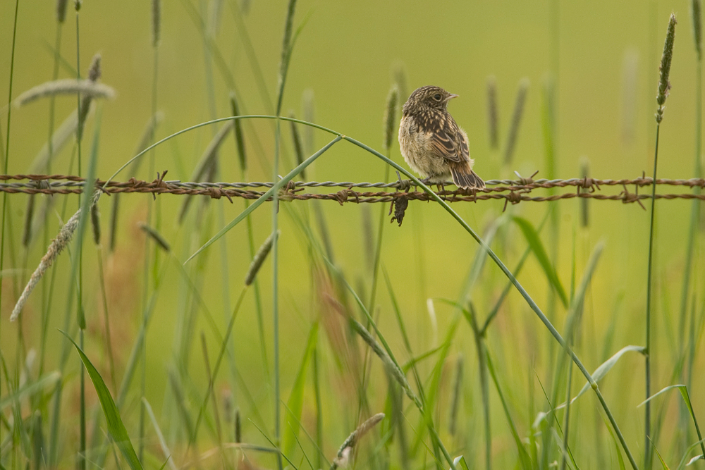 Jonge Roodborsttapuit (Saxicola rubicola) tussen het hoge gras