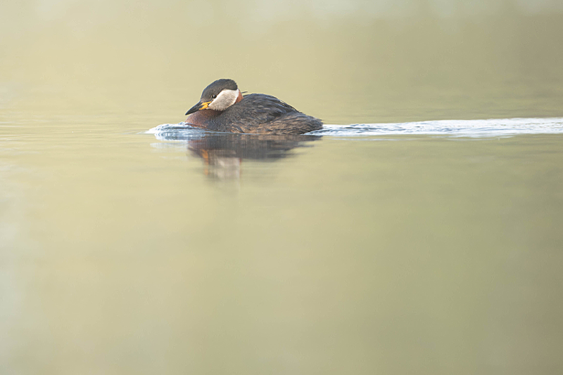 Roodhalsfuut (Podiceps grisegena) in zomerkleed