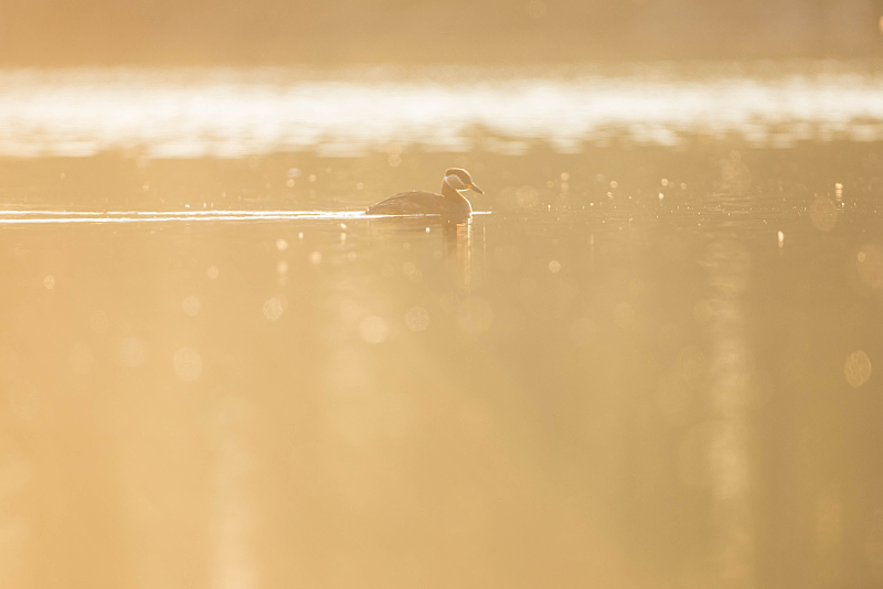 Roodhalsfuut (Podiceps grisegena) in tegenlicht