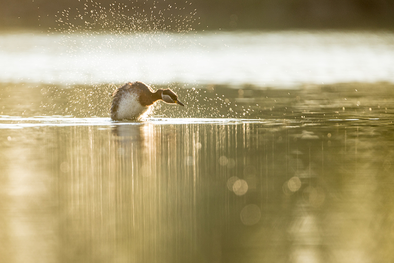 Roodhalsfuut (Podiceps grisegena) schud zich uit in tegenlicht