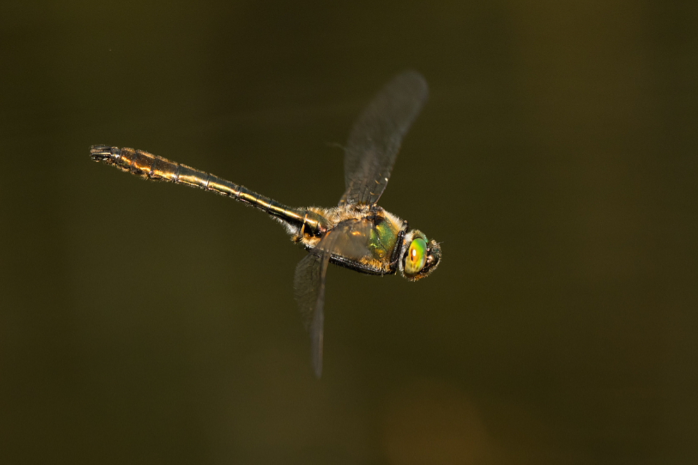 Uitgekleurde Smaragdlibel (Cordulia aenea) in vlucht