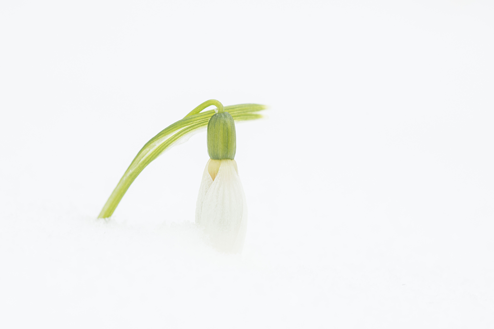 Sneeuwklokje (Galanthus nivalis) in een dik pak sneeuw in high-key