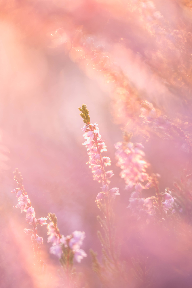 Bloeiende Struikheide (Calluna vulgaris) close-up in prachtig warm licht