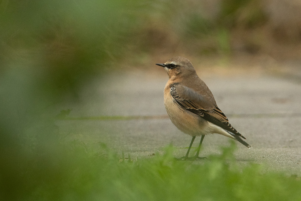 Tapuit (Oenanthe oenanthe) vrouwtje in de stad