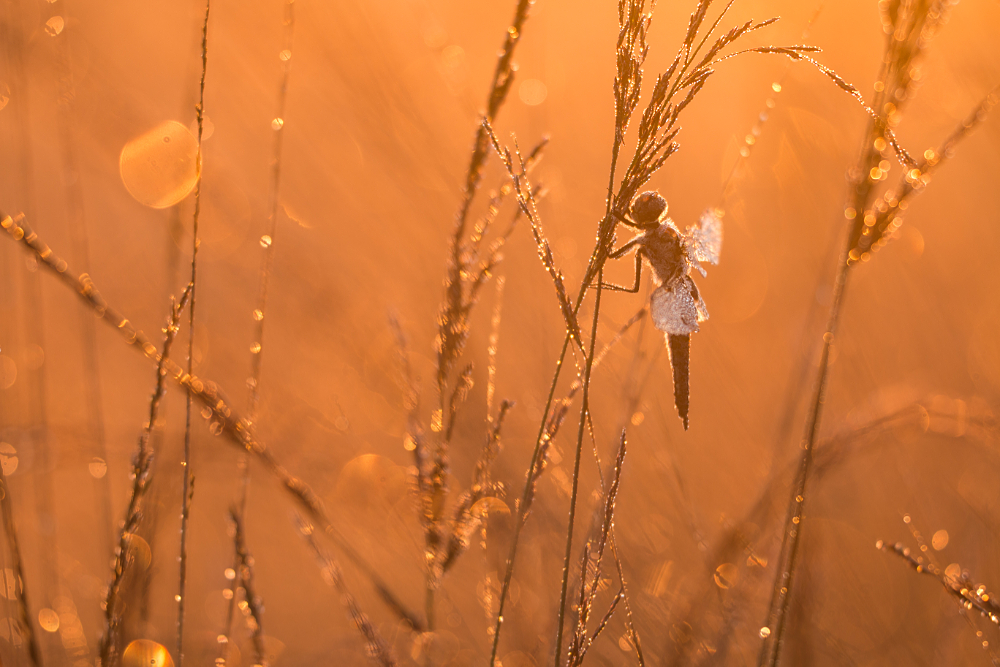 Viervlek (Libellula quadrimaculata) in prachtig tegenlicht