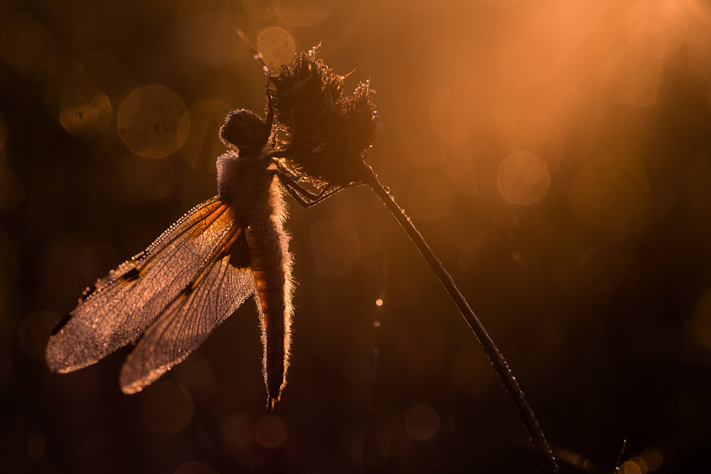 Viervlek (Libellula quadrimaculata) in prachtig tegenlicht